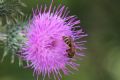 Halictus scabiosae